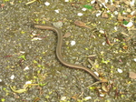 SX18106 Slow-worm (Anguis fragilis) on path.jpg